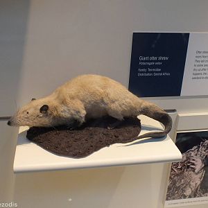 Giant Otter Shrew - NHM London