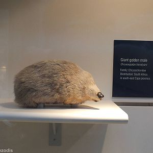 Giant Golden Mole - NHM London