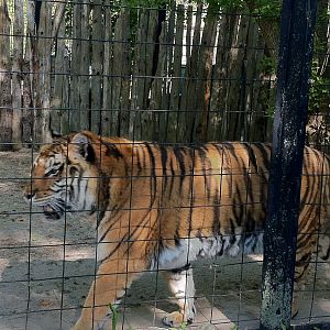 Bowmanville zoo-May 2015