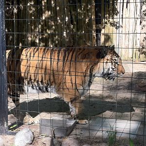 Bowmanville zoo-May 2015