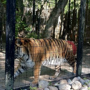 Bowmanville zoo-May 2015