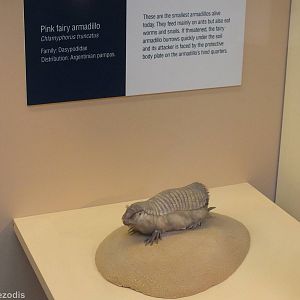 Pink Fairy Armadillo - NHM London