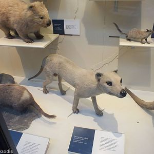 Thylacine - NHM London