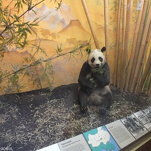 Chi-chi the Panda - NHM London
