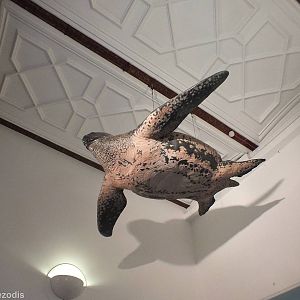Leatherback Turtle - NHM London