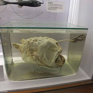 Deep-sea Angler - NHM London