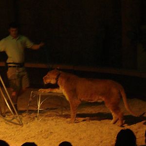 Bowmanville zoo-May 2015