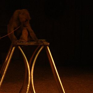 Bowmanville zoo-May 2015