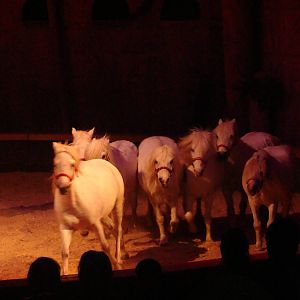 Bowmanville zoo-May 2015