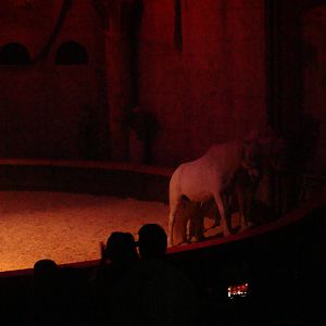 Bowmanville zoo-May 2015