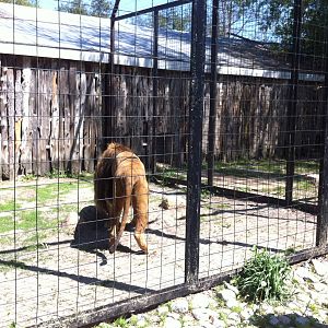 Bowmanville zoo-May 2015