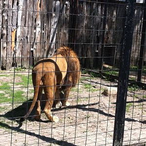 Bowmanville zoo-May 2015