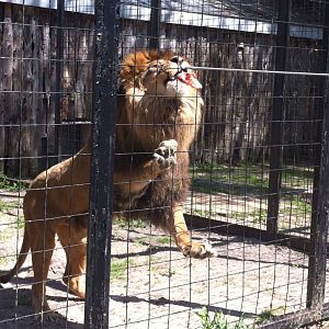 Bowmanville zoo-May 2015