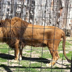 Bowmanville zoo-May 2015