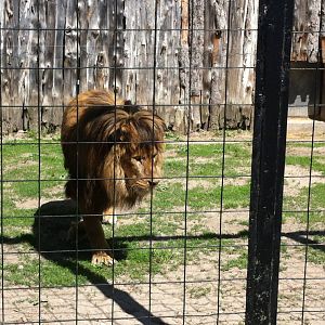 Bowmanville zoo-May 2015