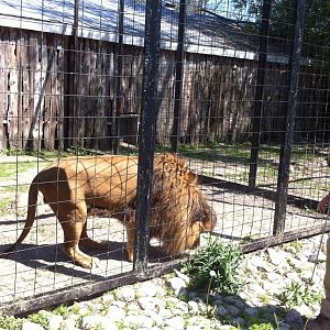 Bowmanville zoo-May 2015