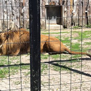 Bowmanville zoo-May 2015
