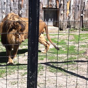 Bowmanville zoo-May 2015
