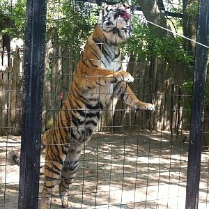 Bowmanville zoo-May 2015