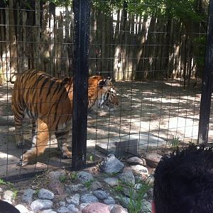 Bowmanville zoo-May 2015