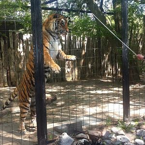 Bowmanville zoo-May 2015