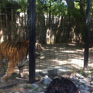 Bowmanville zoo-May 2015