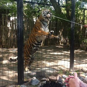 Bowmanville zoo-May 2015