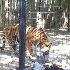 Bowmanville zoo-May 2015