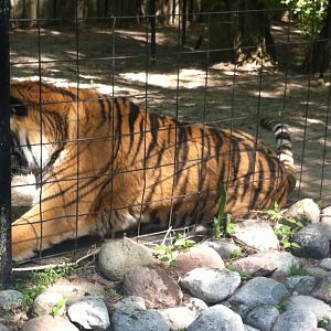 Bowmanville zoo-May 2015