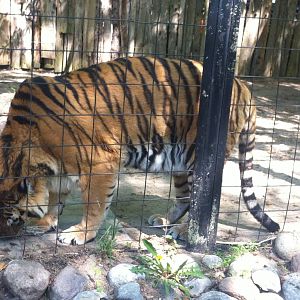 Bowmanville zoo-May 2015