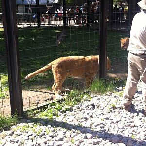 Bowmanville zoo-May 2015