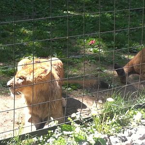 Bowmanville zoo-May 2015