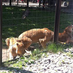 Bowmanville zoo-May 2015