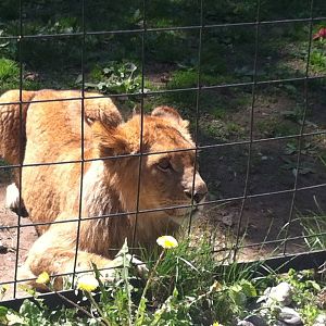 Bowmanville zoo-May 2015