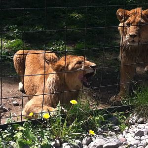 Bowmanville zoo-May 2015