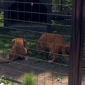Bowmanville zoo-May 2015