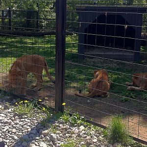 Bowmanville zoo-May 2015