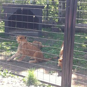 Bowmanville zoo-May 2015