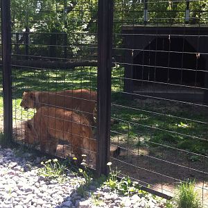 Bowmanville zoo-May 2015