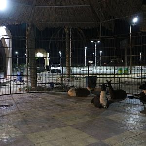 Llama enclosure by night, October 2015