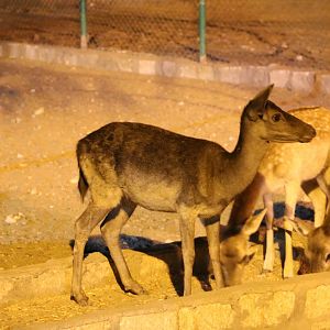 Black fallow deer, October 2015