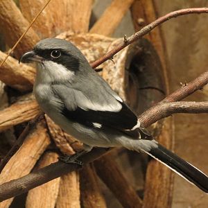Eastern Loggerhead Shrike