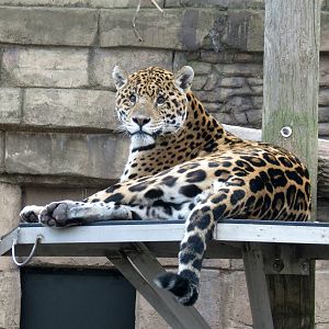 Jaguar