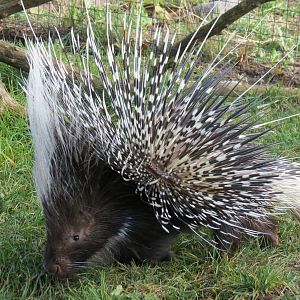 African Crested Porcupine.