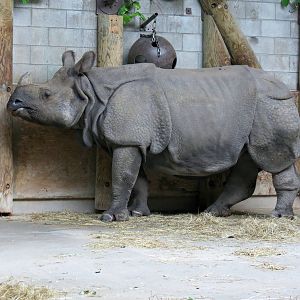 Indian Rhino