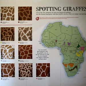 Giraffe Patterns Part 1 of 2