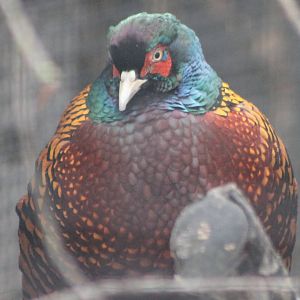 Zeravshan pheasant