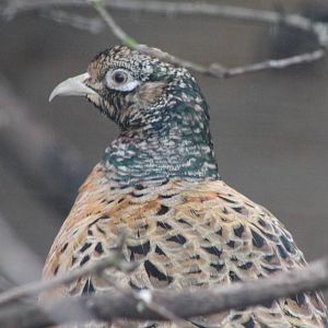 Zeravshan pheasant