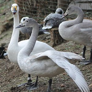 Bewick's swans