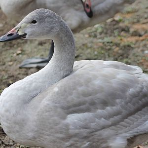Bewick's swan